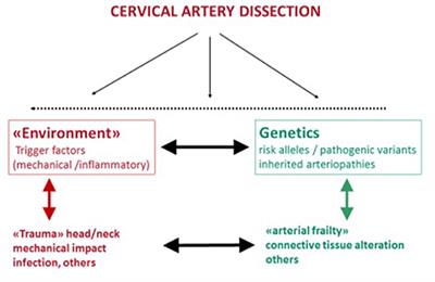 Cervical Artery Dissection and Sports